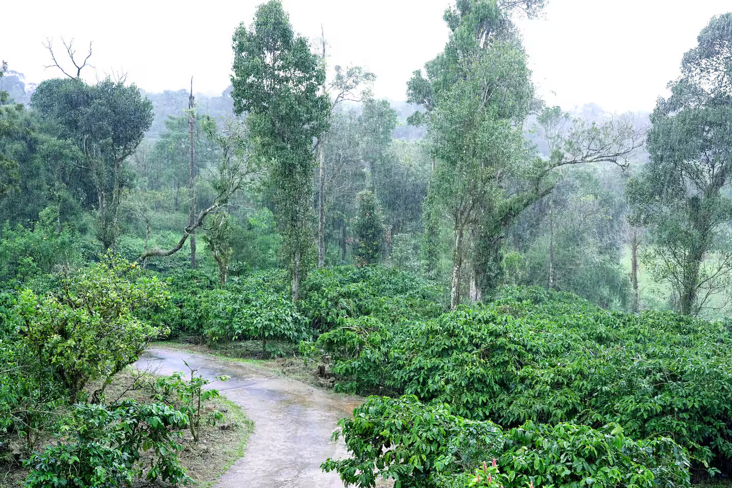 Large dining area for groups